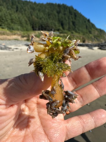 pelagic gooseneck barnacles on seaweed